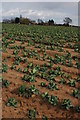 Cabbages at Pensham Fields Farm