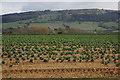 Field of cabbages at Pensham