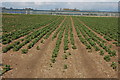 Broad beans, Pensham Fields Farm