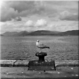 NS1776 : Looking across Firth of Clyde from Dunoon, taken 1962 by Christine Matthews