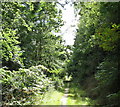 A pleasant forest path on the northern outskirts of Llanelltyd