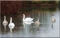 SU0625 : Family of swans, Bishopstone by Maigheach-gheal