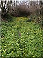 Carpet of celandines