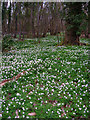 Wood Anemones, Wartling Wood