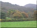 Autumn Colours at Crew Green