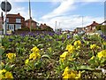 Spring in Darfield Ring