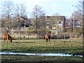 SU2918 : Horses grazing alongside the A36 at Canada Corner by David Martin