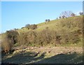 Coombe Bissett Down Nature Reserve