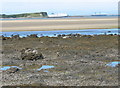 Wave cut platform and rock pools