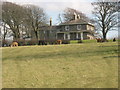 Alpacas at Bryn Teg