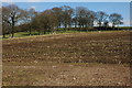 Trees and stubble field above Deep Dean