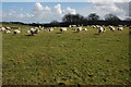 Sheep in a field above Deep Dean