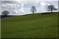 Trees on a hillside, near Hope Mansell