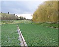 Watercress beds, Broad Chalke