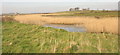 Reedy wetland south of St Baglan