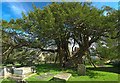 The Old Yew Tree at Wilmington Churchyard