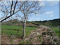 Cherry tree near Moor Mill Farm