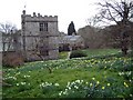 Spring flowers