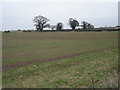 Somewhere across this field is a footpath