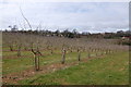 Apple orchards near Little Gorsley