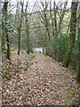 Path through Ilsington Wood