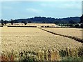 Belvoir Castle on the hill