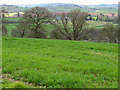 Hillside above Garren Brook