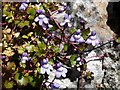 Ivy-leaved toadflax near Kerswell Cross