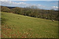 Sheep near Hope Mansell