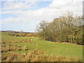 Sheep grazing on the northern bank of Afon Goch