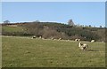 Hillside pasture near Beulah