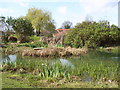 Pond in the park Totton, near Southampton