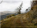 Track along edge of  forest looking North