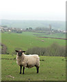 Ewe posing near Slough in Devon