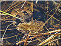 Spawning toads