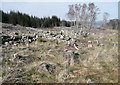 Old settlement emerges from forest