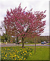 Flowering tree on Green opposite apartment block on corner of Bincote Road, Enfield