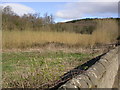 Short Rotation Coppice Willow