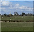 Farmland and sheep southwest of Tilton on the Hill