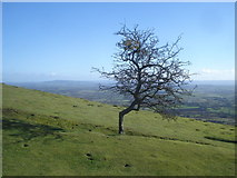 SO7639 : Bent tree on Hangman's Hill by Trevor Rickard