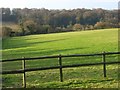 Pasture and woodland, Marlow