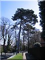 Scots pine, Guphill Ave