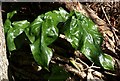 SX9268 : Leaves of Arum maculatum by Derek Harper