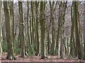 SU7190 : Shambridge Wood by Andrew Smith