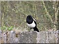 Magpie on Middlewood Road, Middlewood, Sheffield