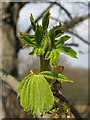 Horse chestnut  (Aesculus hippocastanum)