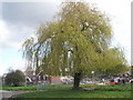 Pretty tree amongst the building works in Borough Grove