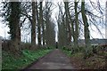 Tree lined driveway