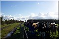Woodside Croft & Cows Aberdeenshire 2006