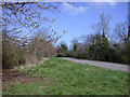 Chestnut buds bursting by Shelford Road